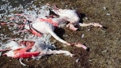 Konya'daki Akgöl Sazlığı'nda flamingolar katledildi