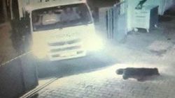 Aydın'da köpeği ezen şoförün işine son verildi
