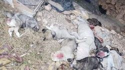 Uşak’ta 5 köpek yavrusu parçalanmış halde bulundu