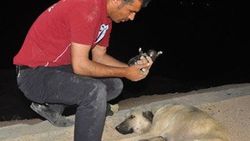 Rögarda mahsur kalan 5 köpek yavrusu 1 saatte kurtarıldı