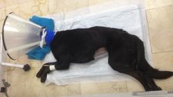 Anüsünden içeri silikon sıkılan köpek öldü