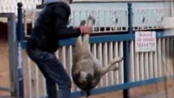 Telef olmuş köpeği köprüden attı