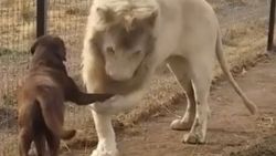 Köpeğin patisini öpen aslan