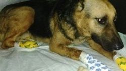 Arabadan atılan köpek sahibinin peşinden 3 km koştu