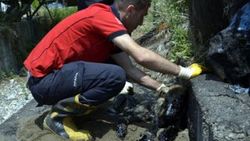 Zonguldak'ta köpek yavrusu zifte yapıştı