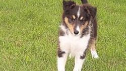 İngiliz çiftin köpeği kansere yenik düştü