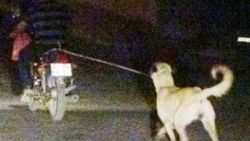 Sahibi köpeği motosikletin arkasına bağlayıp işkence etti İZLE