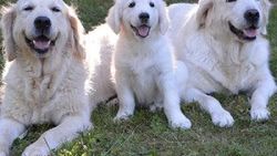 Köpeği olan insanların ölüm riski daha az