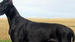 Rahatsızlanan köpeğin midesinden 43 adet çorap çıktı