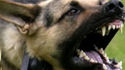 Çin'de 5 bin köpek itlaf edildi