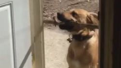 Sopayı kapıdan geçirmeye çalışan köpek İZLE