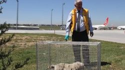Havalimanında köpek timi