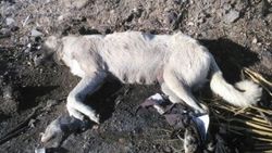 Adıyaman'da elleri ayakları bağlı köpek ölüsü bulundu