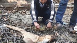 Sakarya'da patisi kesik bulunan köpek tedaviye alındı