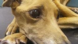 İngiltere'de bir köpek sahibi tarafından aç bırakıldı
