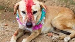 Köpek düğününe 5 bin kişi katıldı