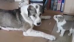 Annesine kafa tutan yavru köpek