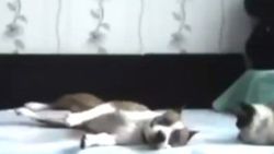 Köpek sahibi evden çıkınca tüm yasakları çiğnedi İZLE