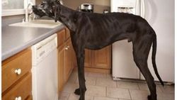 Dünyanın en uzun köpeği hayatını kaybetti İZLE