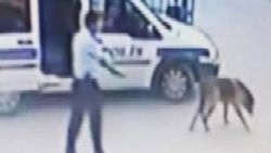 Köpeği vurduğu için açığa alınan polis kadına çarptı