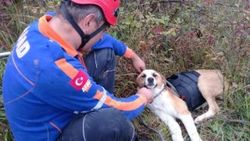 80 metrelik uçurumda mahsur kalan köpek