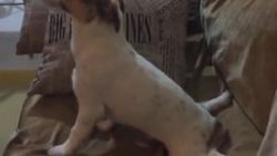 Korku filmi izlerken korkan köpek İZLE