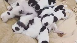 Annelerini emerken kendinden geçen yavru köpekler