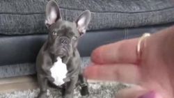 Ölü taklidi yapan bulldog