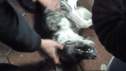 Reklam tabelasına bağlanan köpek akıma kapıldı