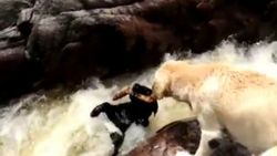 Köpek akıntıya kapılan arkadaşını kurtardı