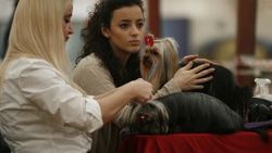 Gaziantep'te köpek güzellik yarışması