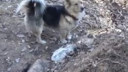 Köpek ölen sahibinin mezarına her gün gidiyor