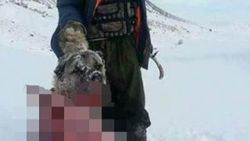 Nevşehir'de aç kalan kurtlar köpeği yedi