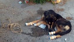 Köpeği bağlayıp sürükleyen adam linç edilecekti İZLE