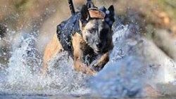 Köpeklere özel Google Glass geliyor