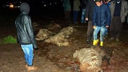 Şanlıufa'da minibüs koyun sürüsüne daldı