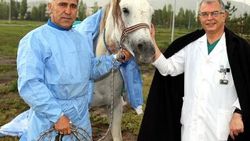 Yarış atı Kral'ı 10 kişi ameliyat etti