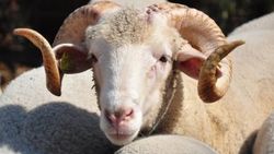 Kurban kesim işlemlerinin esasları belirlendi