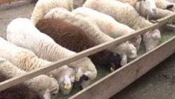 Kurban hayvanları satıcıların elinde kaldı