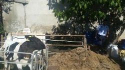 Kurbanlıklarda hile yapan besici
