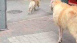 Bursa'da kurbanlık koç köpeği kovaladı