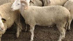 Kurbana eziyet edenlere para cezası