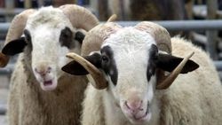 Kurban Bayramı öncesi bir alana bir bedava devri