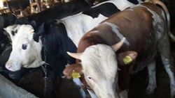 ESK Müdürü elde kalan kurbanlıkların alınacağını açıkladı