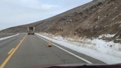 FedEx kuryesi kargolarını dökerek ilerledi