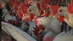 Kuş gribi Güney Kore'de yeniden görüldü