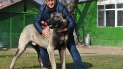 10 aylık kangal köpeğinin fiyatı 125 bin lira