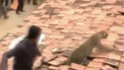 Leopar köye indi insanlara saldırdı İZLE