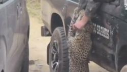 Turistin kolunu kapan leopar ezilerek öldürüldü