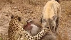 Sırtlanlar leoparın avını elinden aldı